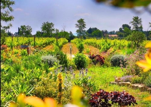 O'Vineyards view