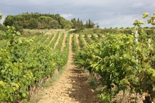 vines at O'Vineyards
