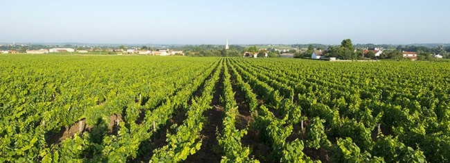 Vineyard in Muscadet